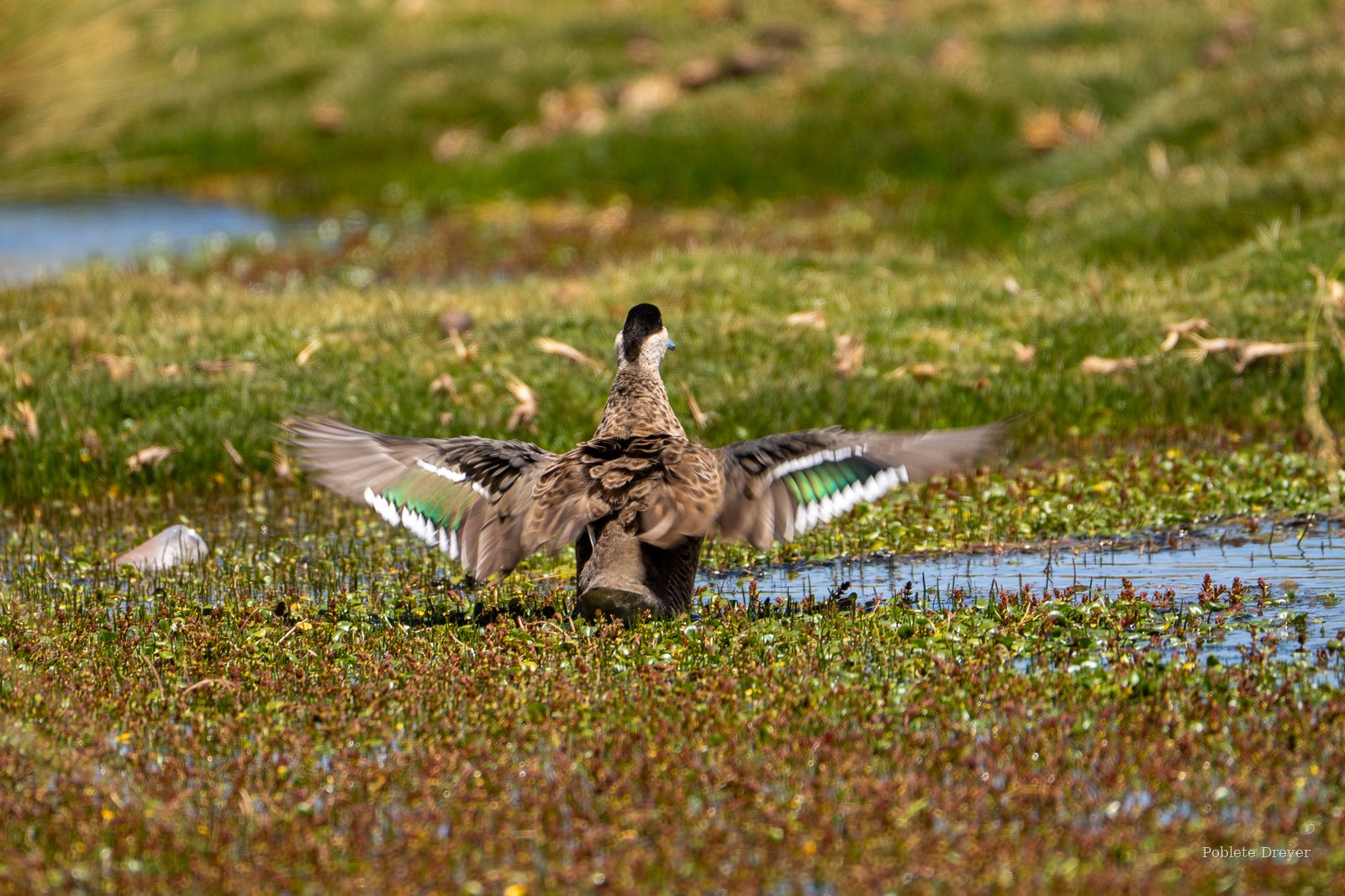 Puna teal in bofedal