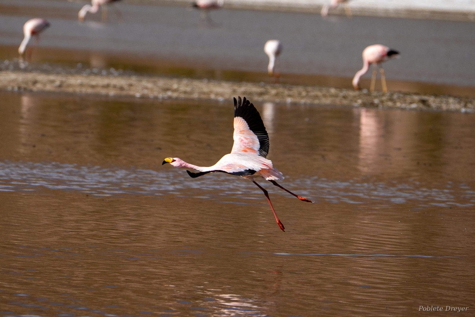 James's flamingo in flight