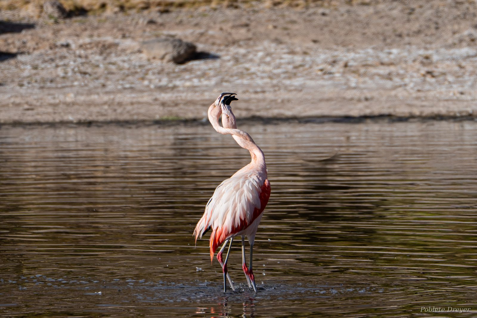 Two flamingos in courtship, necks entwined