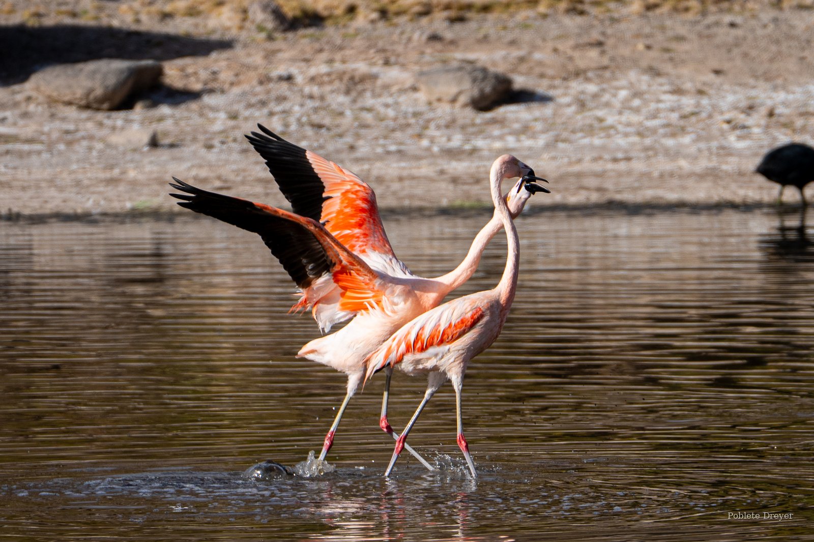 Andean flamingos in display
