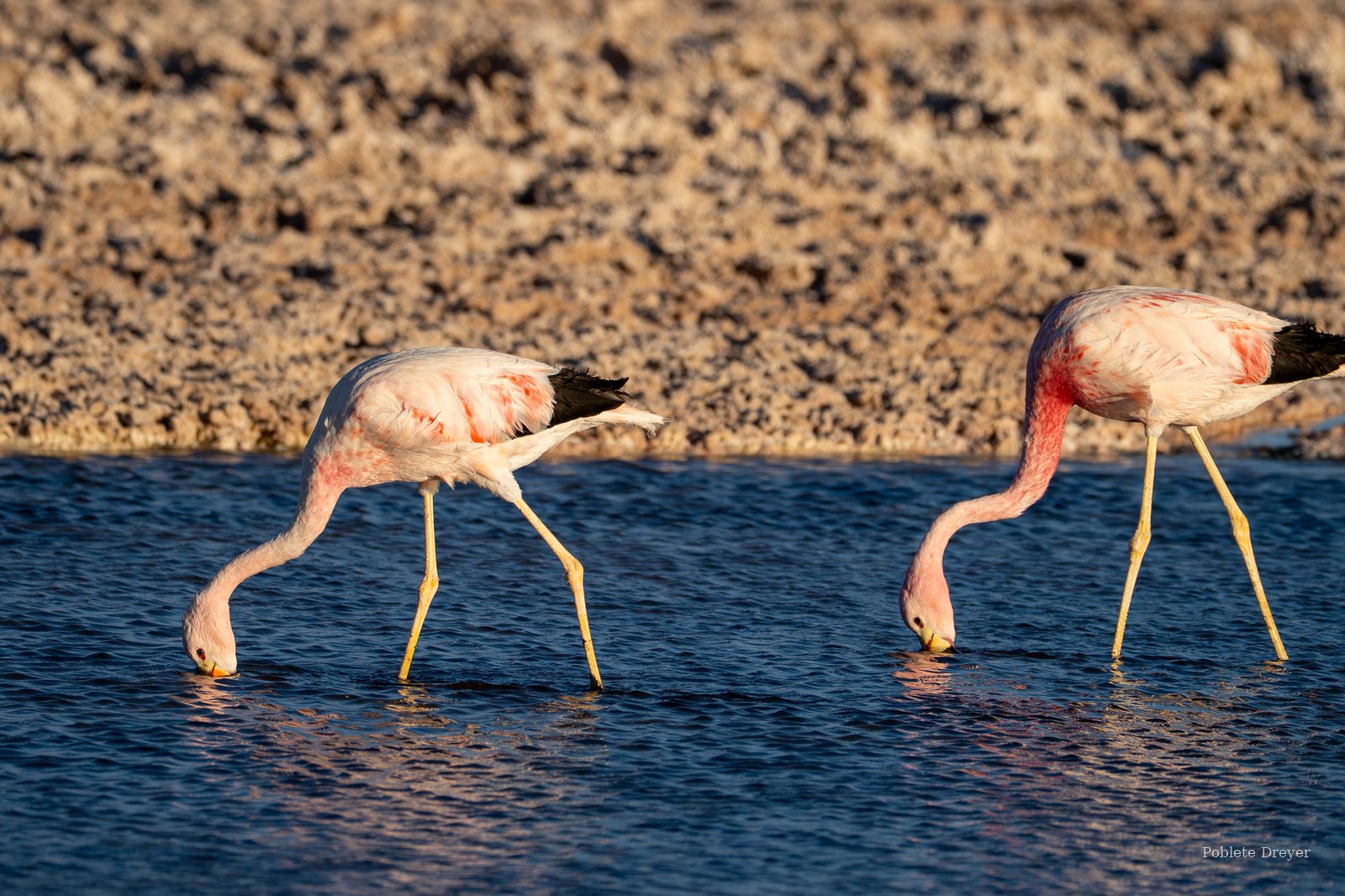 Two Andean flamingos drinking