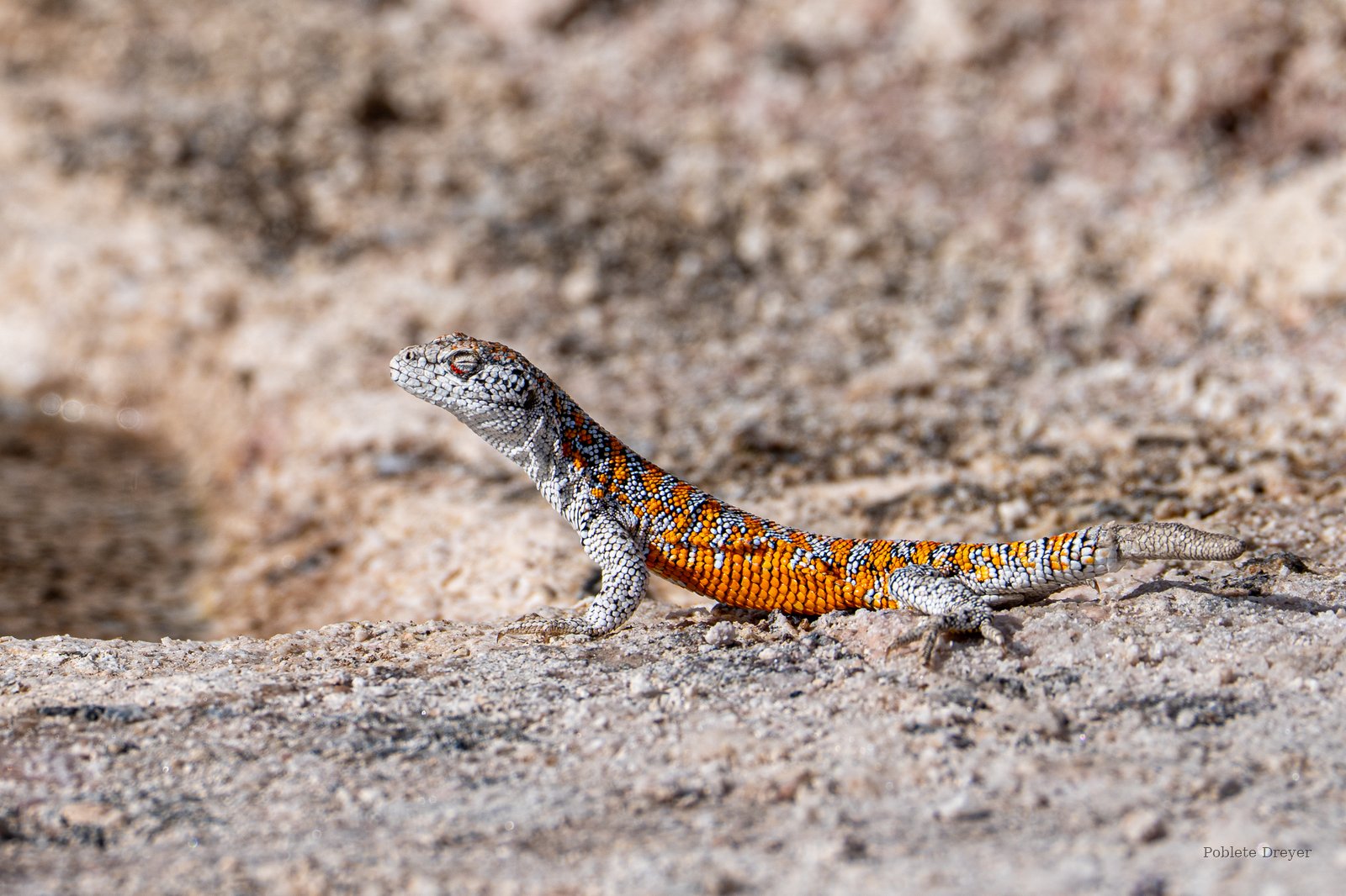 Liolaemus lizard sunning