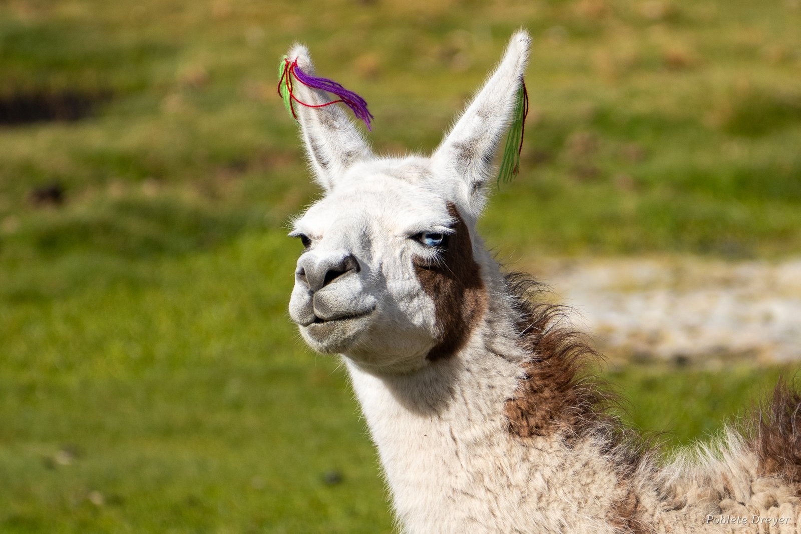Llama with ceremonial ribbons