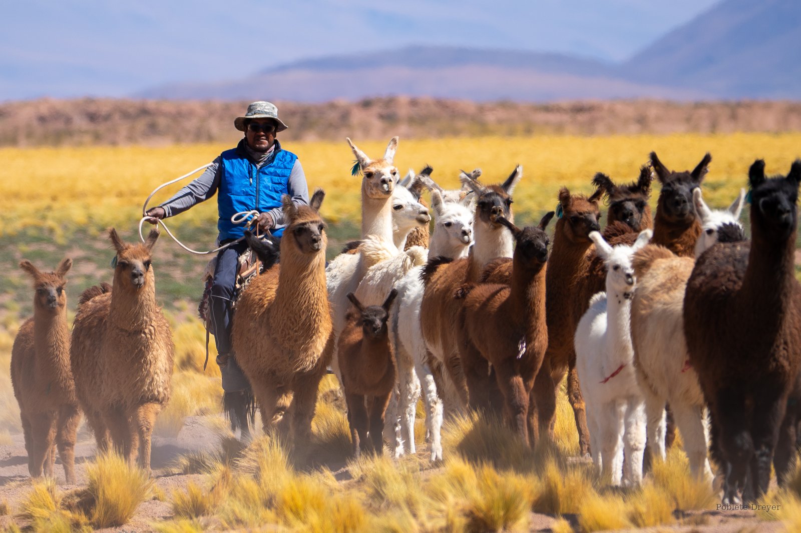 Pastor with llama herd