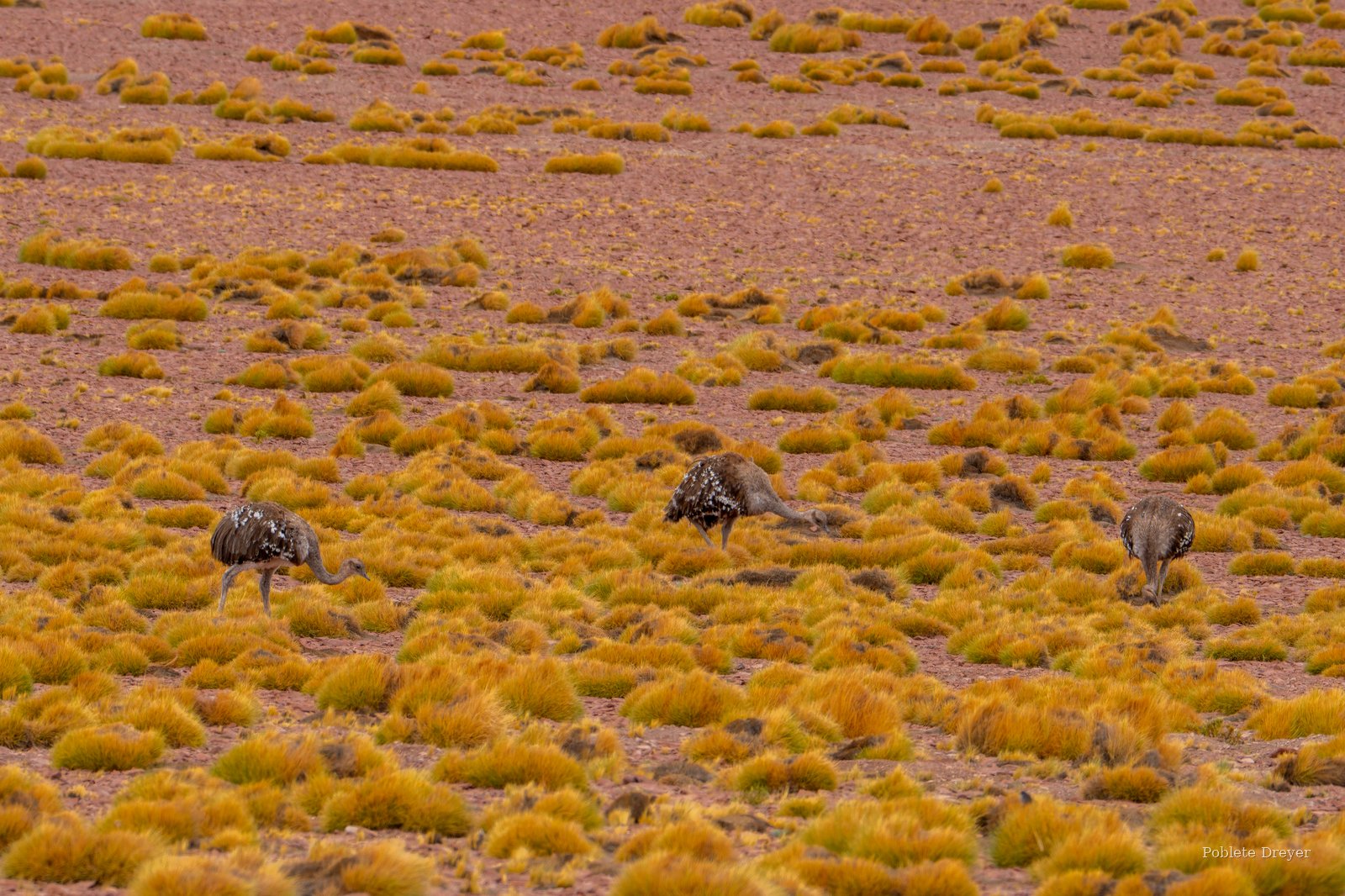 Puna rheas grazing