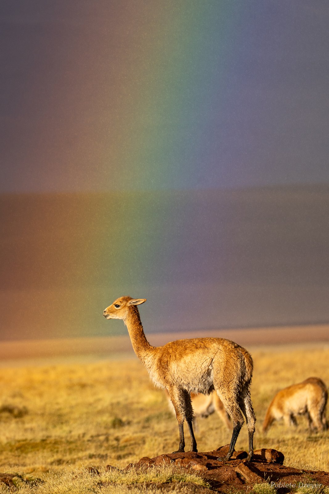 Vicuña in profile, with herd at distance
