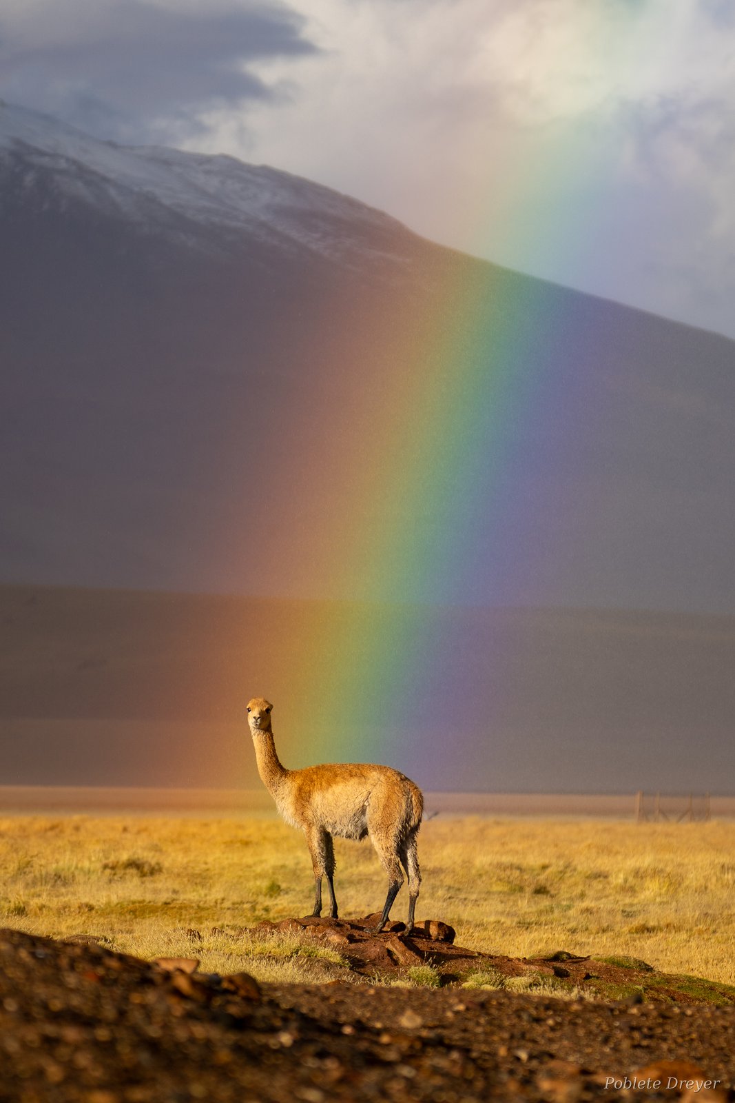 Vicuña under rainbow