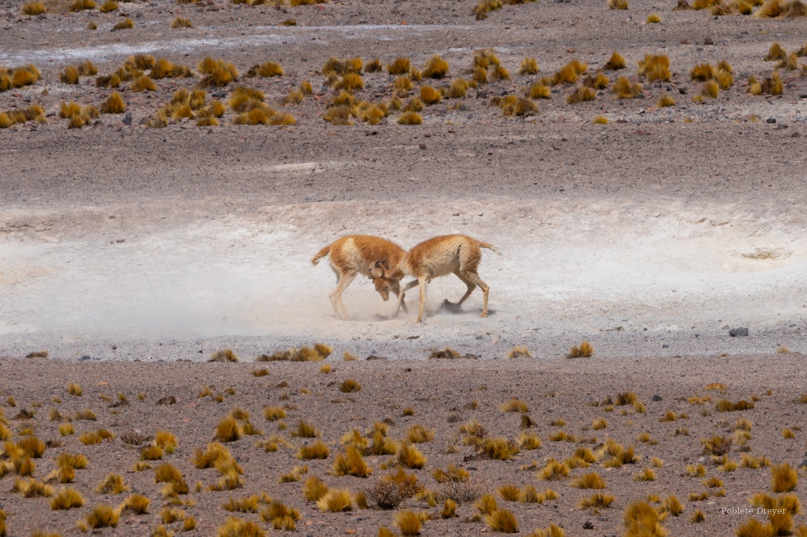 Vicuñas fighting