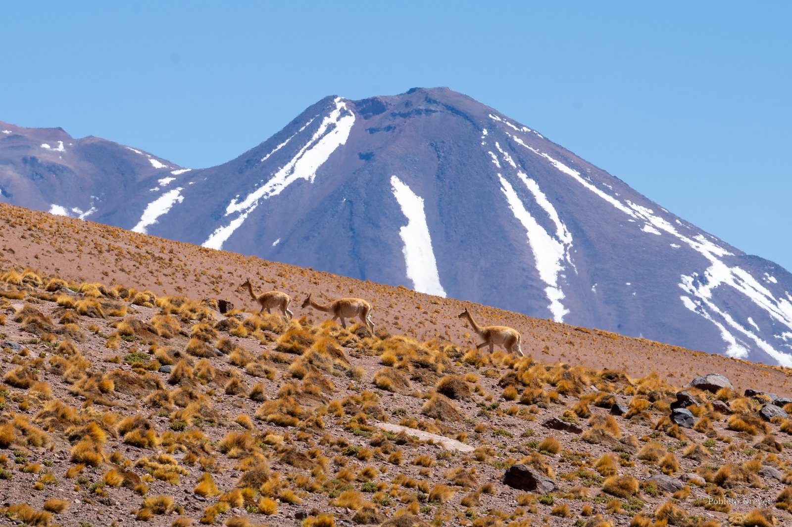 Vicuñas with volcano