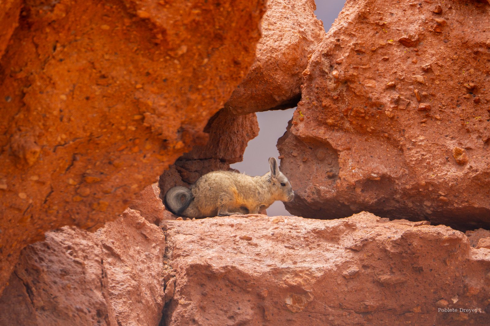 Mountain viscacha